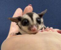 フクロモモンガの画像3