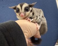 フクロモモンガの画像4