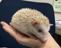 ハリネズミ（カナダ産：シニコット♂ ）超懐っこいです♪の画像7
