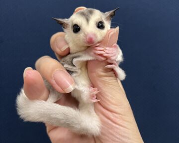 かわいいモモンガベビーがたくさん入荷しました♪の画像