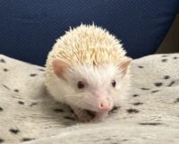 ハリネズミ（カナダ産：シニコット♂ ）超懐っこいです♪の画像1