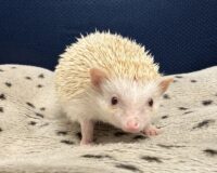 ハリネズミ（カナダ産：シニコット♂ ）超懐っこいです♪の画像2