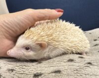 ハリネズミ（カナダ産：シニコット♂ ）超懐っこいです♪の画像4