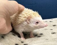 ハリネズミ（カナダ産：シニコット♂ ）超懐っこいです♪の画像5