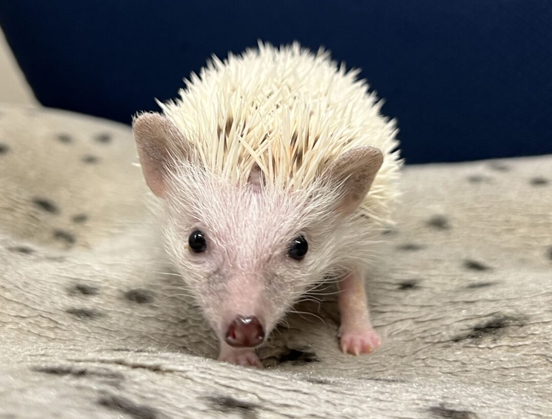 2便ハリネズミちゃん Amazon.co.jp: シルバニアファミリー 人形 【ハリネズミのふたご
