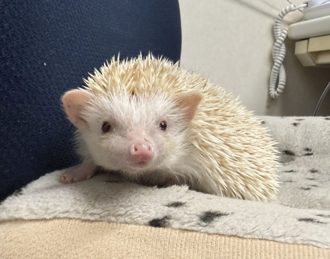 ハリネズミ（カナダ産：シニコット♂ ）超懐っこいです♪のメイン画像