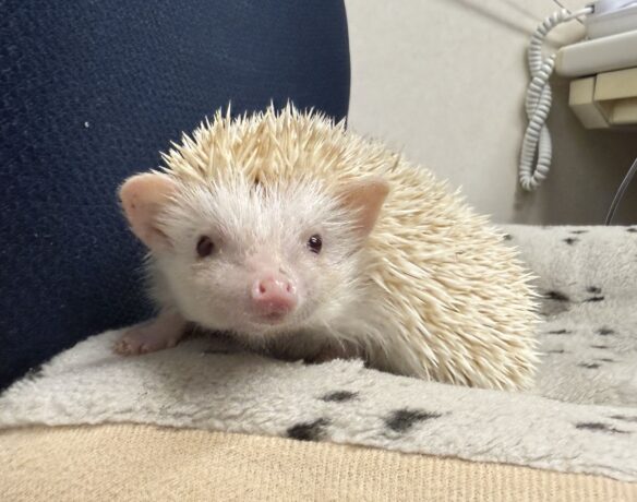 ハリネズミ（カナダ産：シニコット♂ ）超懐っこいです♪のメイン画像