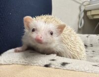 ハリネズミ（カナダ産：シニコット♂ ）超懐っこいです♪の画像3