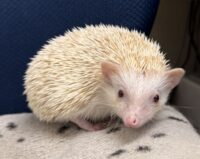 ハリネズミ（カナダ産：シニコット♂ ）超懐っこいです♪の画像8