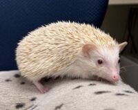 ハリネズミ（カナダ産：シニコット♂ ）超懐っこいです♪の画像6