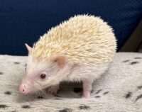 ハリネズミ（カナダ産：シニコット♂ ）超懐っこいです♪の画像9