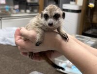 ミーアキャットベビー♂（2025年11月産まれ）の画像3