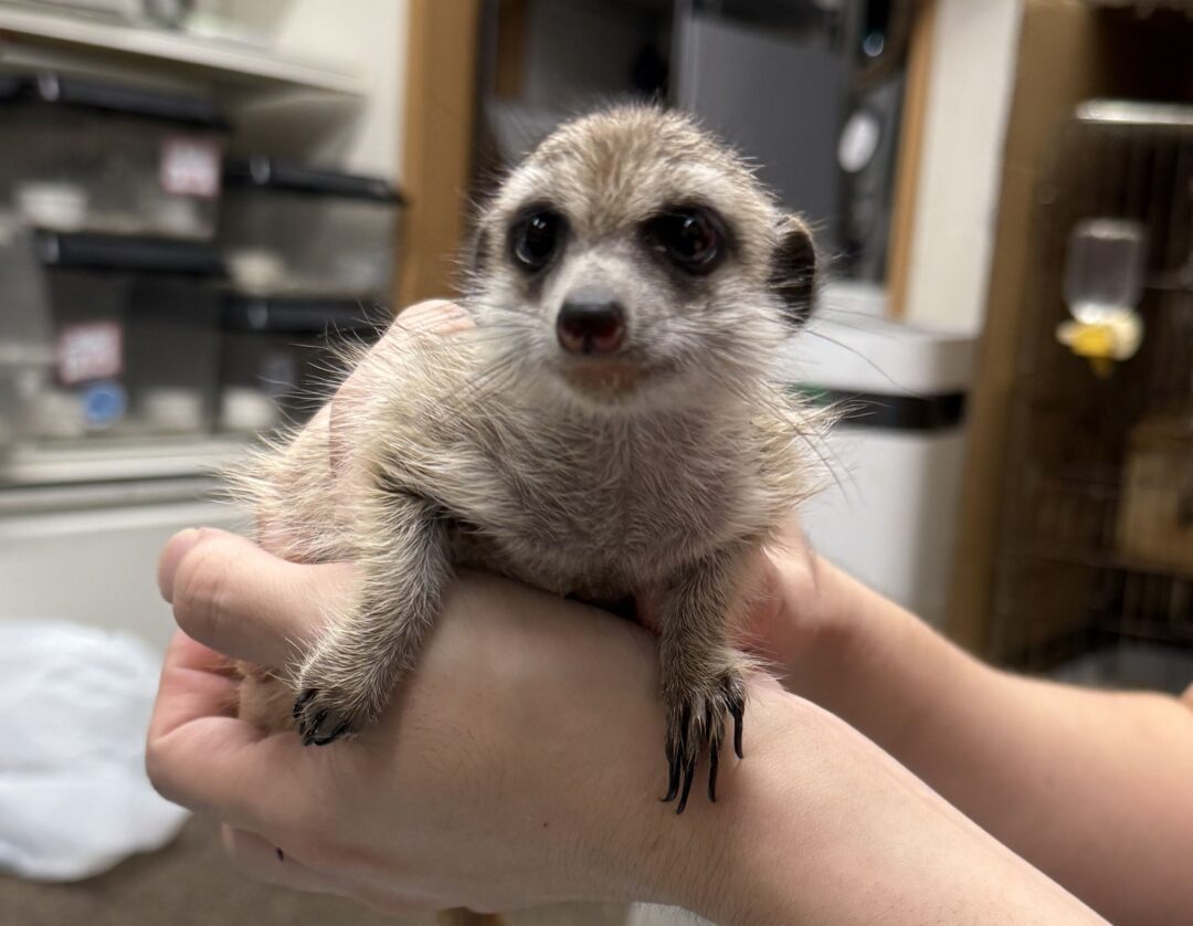 ミーアキャットベビー♂（2025年11月産まれ）のメイン画像