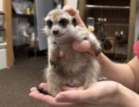 ミーアキャットベビー♂（2025年11月産まれ）の画像4