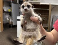 ミーアキャットベビー♂（2025年11月産まれ）の画像5