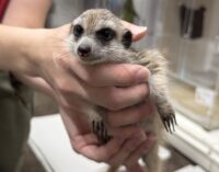 ミーアキャットベビー♂（2025年11月産まれ）の画像2