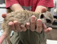 ミーアキャットベビー♂（2025年11月産まれ）の画像7