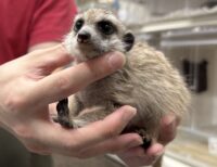 ミーアキャットベビー♂（2025年11月産まれ）の画像8