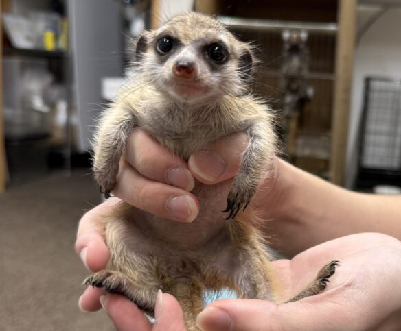 ミーアキャットベビー♂（2025年11月産まれ）のメイン画像