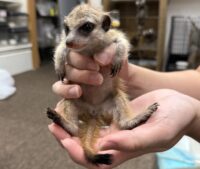 ミーアキャットベビー♂（2025年11月産まれ）の画像1