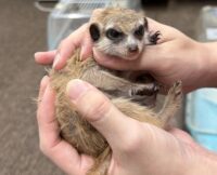 ミーアキャットベビー♂（2025年11月産まれ）の画像3