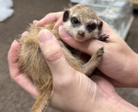 ミーアキャットベビー♂（2025年11月産まれ）の画像5