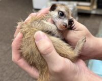 ミーアキャットベビー♂（2025年11月産まれ）の画像6