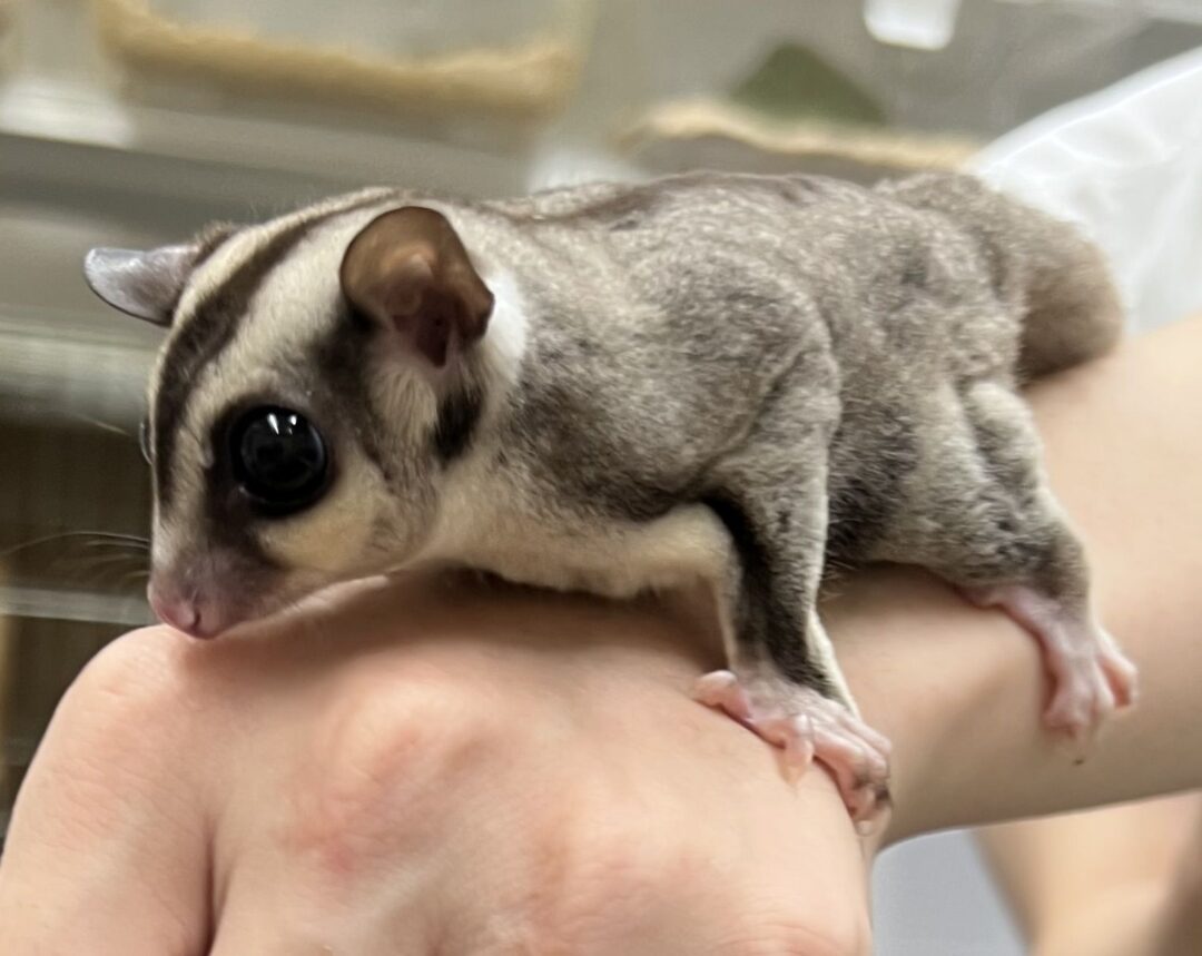 フクロモモンガ タイCB♂ | ピュアアニマル