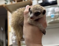 ミーアキャットベビー♂（2025年11月産まれ）の画像9