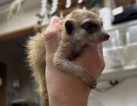 ミーアキャットベビー♂（2025年11月産まれ）の画像7