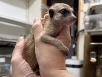 ミーアキャットベビー♂（2025年11月産まれ）の画像8