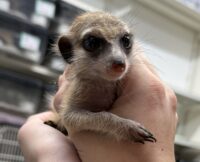 ミーアキャットベビー♂（2025年11月産まれ）の画像4