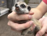 ミーアキャットベビー♀（2025年11月産まれ）の画像4