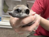 ミーアキャットベビー♀（2025年11月産まれ）の画像5