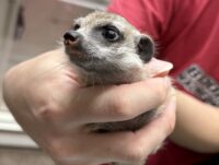 ミーアキャットベビー♀（2025年11月産まれ）の画像8