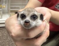 ミーアキャットベビー♀（2025年11月産まれ）の画像9