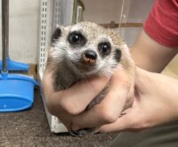 ミーアキャットベビー♀（2025年11月産まれ）の画像1