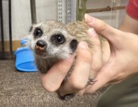 ミーアキャットベビー♀（2025年11月産まれ）の画像6