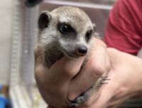 ミーアキャットベビー♀（2025年11月産まれ）の画像2