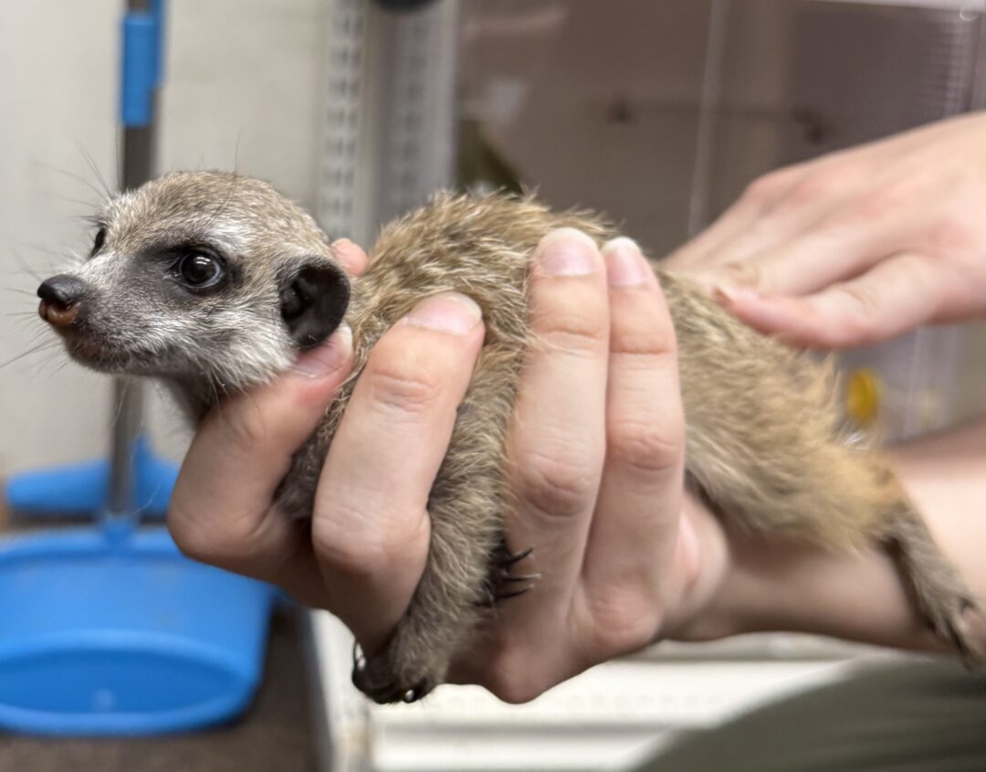 ミーアキャットベビー♀（2025年11月産まれ）のメイン画像