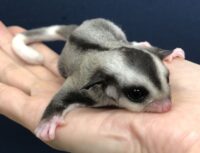フクロモモンガの画像4