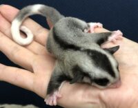 フクロモモンガの画像5