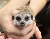 ミーアキャットベビー♀（2025年11月産まれ）の画像10