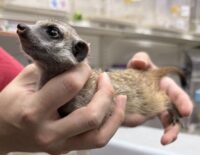 ミーアキャットベビー♀（2025年11月産まれ）の画像7