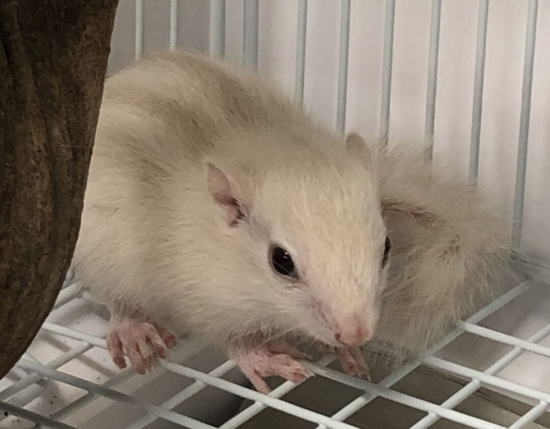 ホワイトシマリス ベビー ピュアアニマル