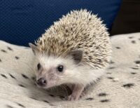 ハリネズミ（カナダ産：ソルト＆ペッパー♂  ）超懐っこいです♪の画像5