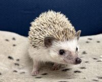 ハリネズミ（カナダ産：ソルト＆ペッパー♂  ）超懐っこいです♪の画像6