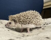 ハリネズミ（カナダ産：ソルト＆ペッパー♂  ）超懐っこいです♪の画像9