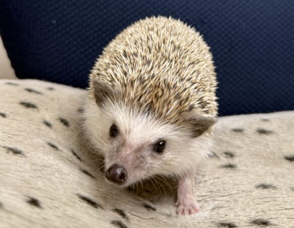 ハリネズミ（カナダ産：ソルト＆ペッパー♂  ）超懐っこいです♪のメイン画像