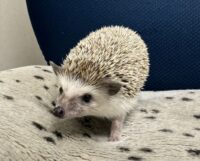 ハリネズミ（カナダ産：ソルト＆ペッパー♂  ）超懐っこいです♪の画像1